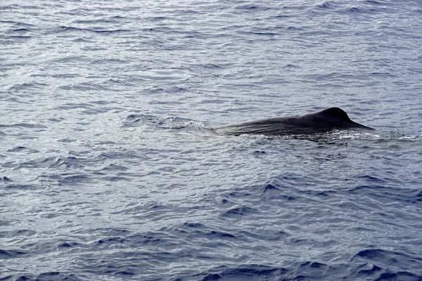 Cachalote Océano Atlántico Los Acores — Foto de Stock