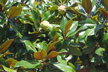 Azores Adası Sao Miguel 'de renkli çiçekler