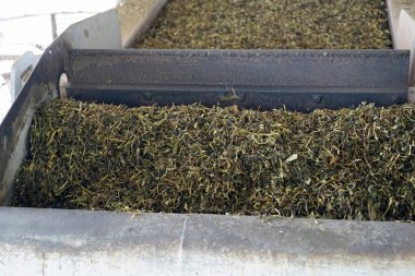 Maya, Sao Miguel Adası, Portekiz, Eylül 2021 civarı, eski çay fabrikası. 