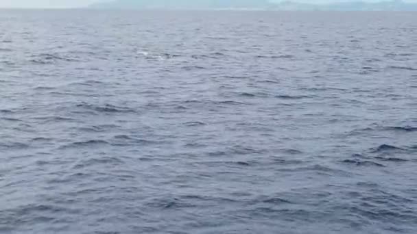 ปลาวาฬสเป มในมหาสม ทรแอตแลนต เกาะ Acores — วีดีโอสต็อก