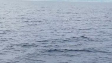 Palamut adalarındaki Atlantik Okyanusu 'ndaki ispermeçet balinası
