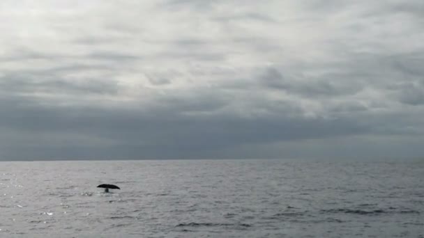 Φυσητήρας Στον Ατλαντικό Ωκεανό Στα Νησιά Acores — Αρχείο Βίντεο
