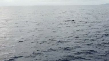 Palamut adalarındaki Atlantik Okyanusu 'ndaki ispermeçet balinası