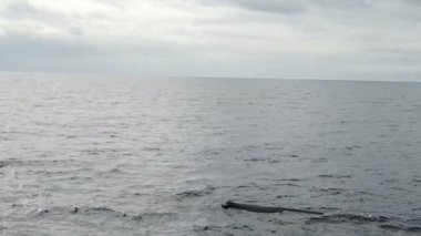 Palamut adalarındaki Atlantik Okyanusu 'ndaki ispermeçet balinası