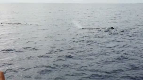 アクロア諸島の大西洋の精子クジラは — ストック動画