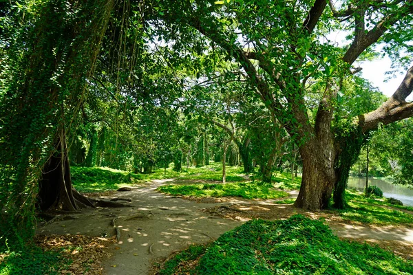 Τεράστιο Πράσινο Δασικό Πάρκο Havana — Φωτογραφία Αρχείου