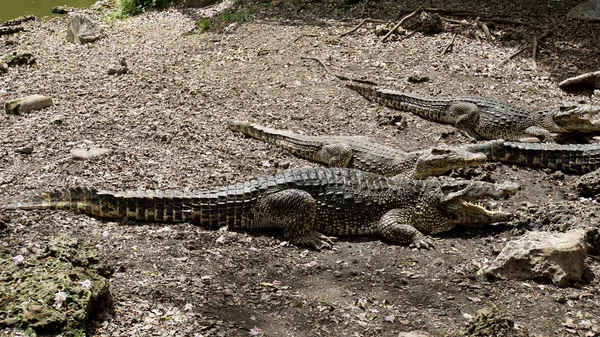 Cocodrilos Zapata Nationalpark Bahía Cerdos —  Fotos de Stock