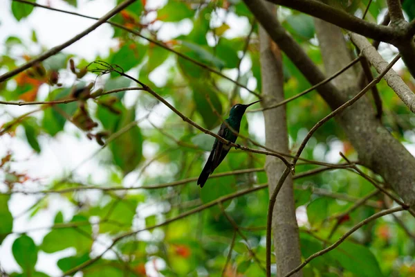 small humming bird on a farm on cuba