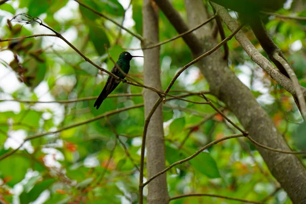 small humming bird on a farm on cuba
