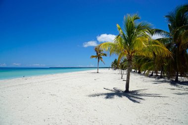 Varedero yakınlarındaki tropik bir adada hindistan cevizi palmiyeleri
