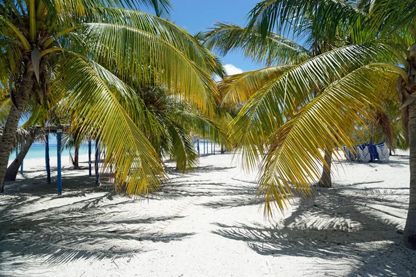 Palmeras Coco Una Isla Tropical Cerca Varedero — Foto de Stock