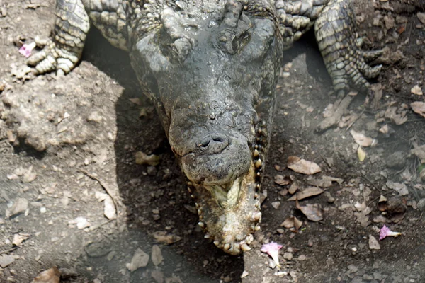 Crocodili Zapata Nationalpark Golful Porcilor — Fotografie, imagine de stoc