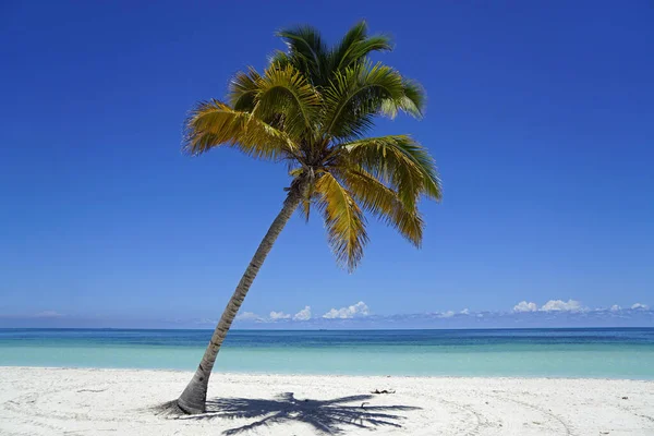 Kokosnoot Palmbomen Een Tropisch Eiland Vlakbij Varedero — Stockfoto