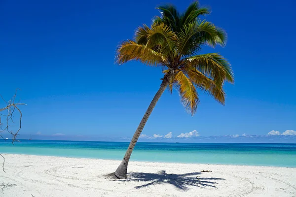 Kokosnoot Palmbomen Een Tropisch Eiland Vlakbij Varedero — Stockfoto