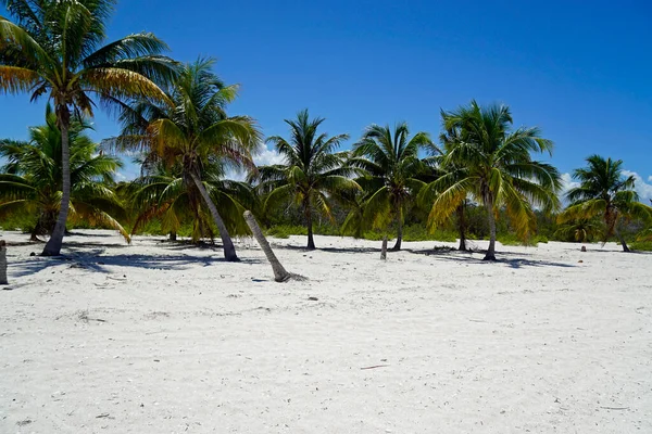 ヴァレデロ近くの熱帯の島にあるヤシの木 — ストック写真