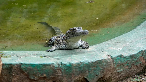 Krokodilok Zapata Nemzeti Parkban Disznóöbölben — Stock Fotó