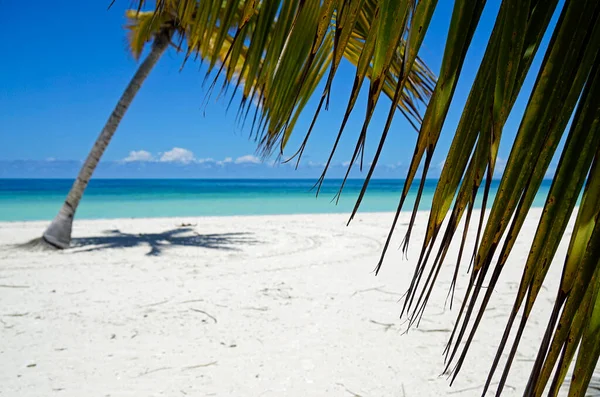 Coconut Palm Trees Tropical Island Varedero — Stock Photo, Image