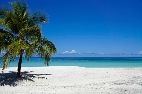 Kokosové Palmy Tropickém Ostrově Poblíž Varedera — Stock fotografie