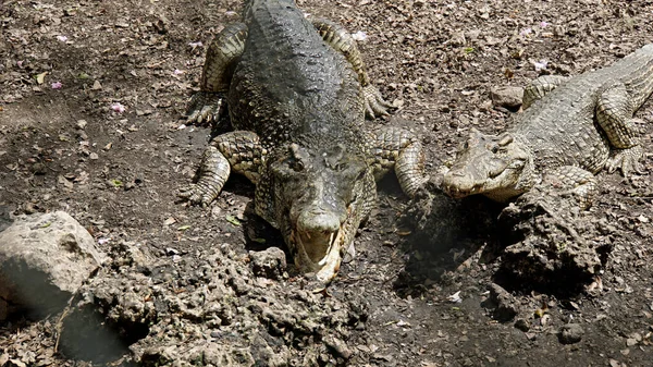 Krokodýli Národním Parku Zapata Zátoce Prasat — Stock fotografie