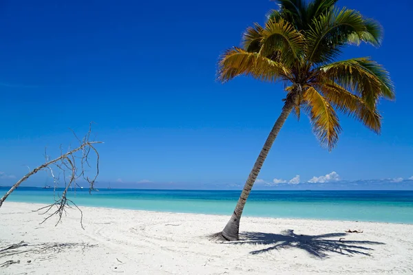 Varedero Yakınlarındaki Tropik Bir Adada Hindistan Cevizi Palmiyeleri — Stok fotoğraf