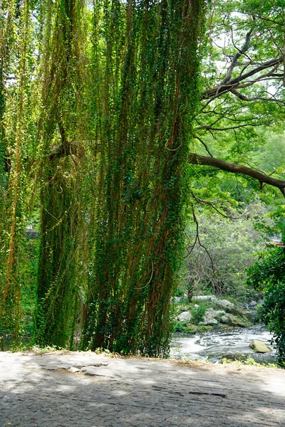 ハバナの巨大な緑の森公園 ストック画像