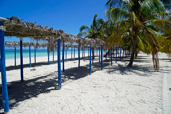 Coqueiros Uma Ilha Tropical Perto Varedero — Fotografia de Stock