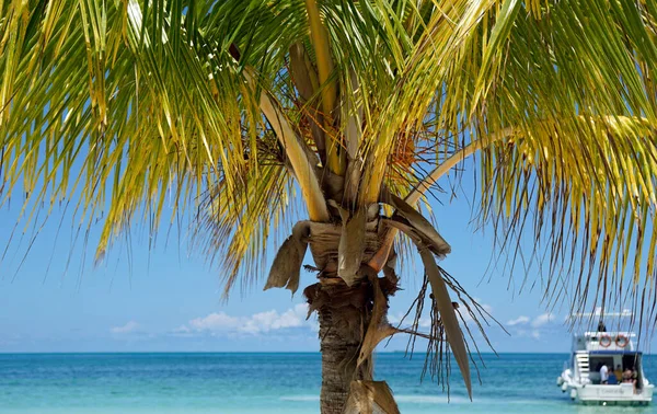 Varedero Yakınlarındaki Tropik Bir Adada Hindistan Cevizi Palmiyeleri — Stok fotoğraf