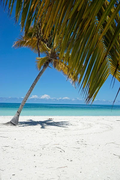 Palmeras Coco Una Isla Tropical Cerca Varedero —  Fotos de Stock