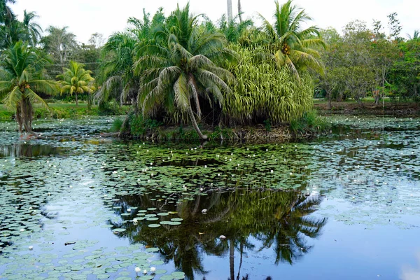 Paisaje Tropical Zapata Nationalpark Bahía Cerdos Cuba — Foto de Stock