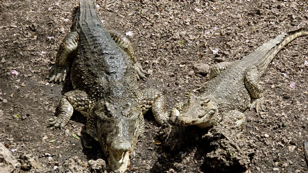 Krokodillen Zapata Nationalpark Aan Baai Van Varkens — Stockfoto