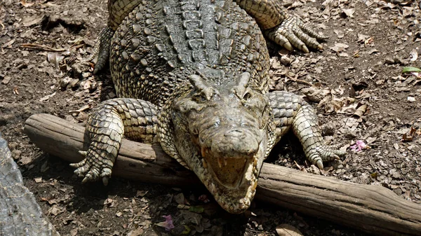 猪湾Zapata国家公园里的鳄鱼 — 图库照片