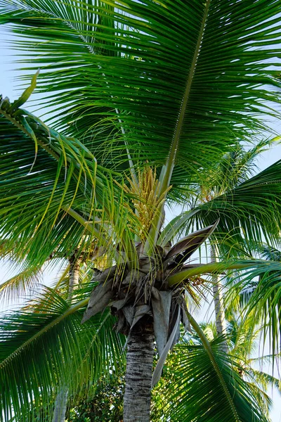Paisagem Tropical Exótica Península Samana República Dominicana — Fotografia de Stock