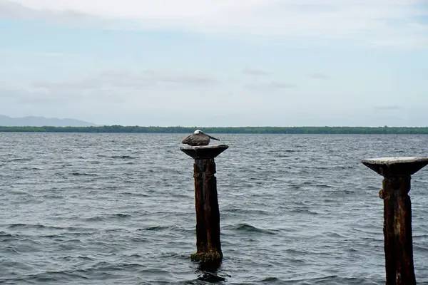 Pelícano Sentado Pilar Mar Caribe — Foto de Stock