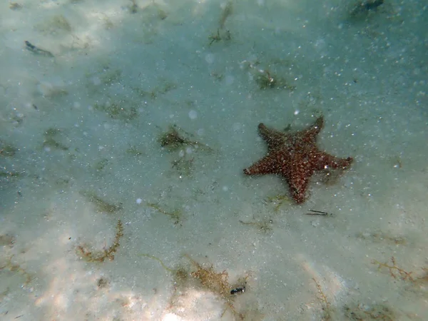 Estrella Mar Las Aguas Del Mar Caribe República Dominicana — Foto de Stock