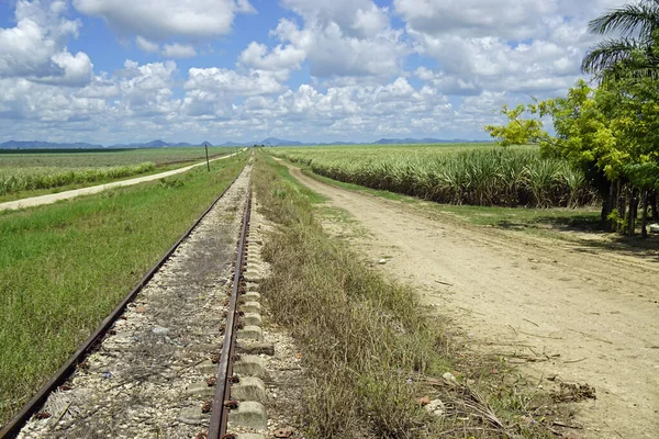 Огромные Поля Сахарного Тростника Доминиканской Республике — стоковое фото