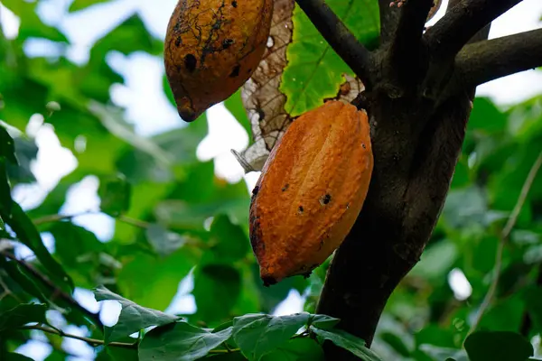Вкусные Шоколадные Фрукты Дереве Доминиканской Республике — стоковое фото
