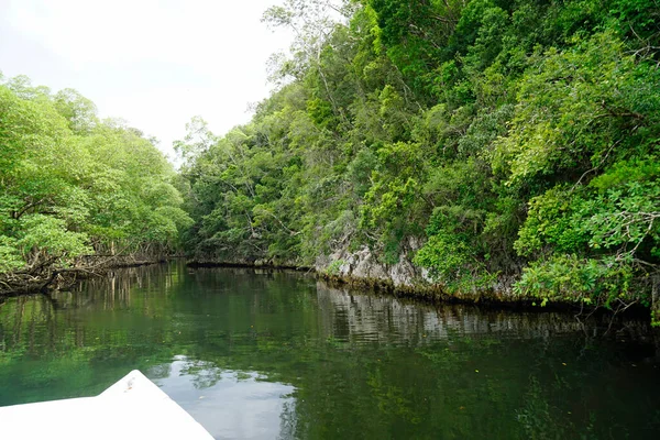 ドミニカ共和国の国立公園ロス ハイティスのマングローブ林 — ストック写真