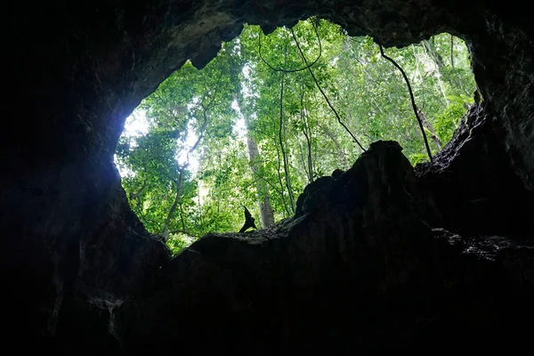 在多明尼加共和国的国家公园里的风景秀丽的林妮亚洞穴 免版税图库照片