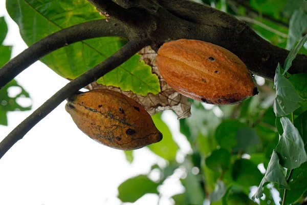Leckere Schokoladenfrüchte Auf Einem Baum Der Dominikanischen Republik — Stockfoto