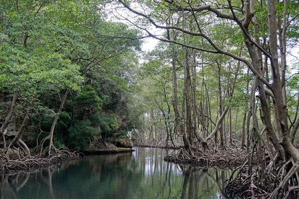 Mangrove Forest National Park Los Haitises Dominican Republic — Stock Photo, Image
