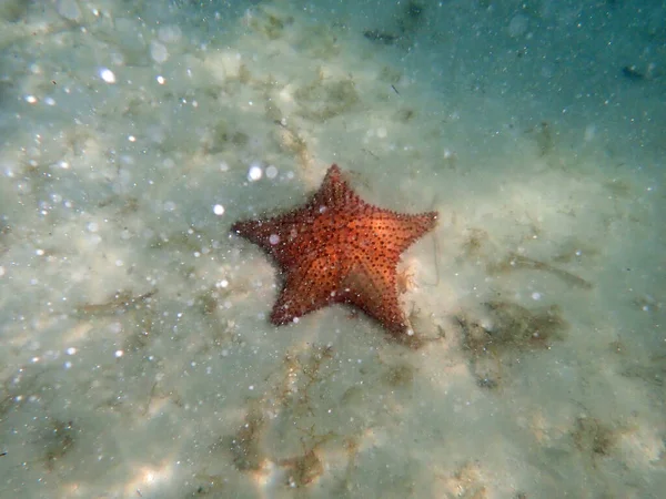 Starfish Waters Caribbean Sea Dominican Republic — Stock Photo, Image