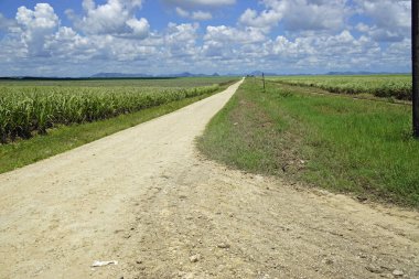 Dominik Cumhuriyeti 'ndeki büyük şeker kamışı tarlaları