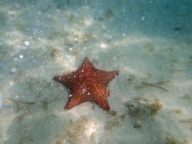 Dominik Cumhuriyeti 'ndeki Karayip Denizi' nin sularında denizyıldızı