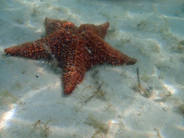 Dominik Cumhuriyeti 'ndeki Karayip Denizi' nin sularında denizyıldızı