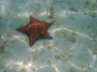 Dominik Cumhuriyeti 'ndeki Karayip Denizi' nin sularında denizyıldızı