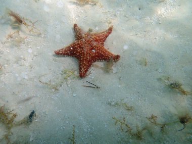 Dominik Cumhuriyeti 'ndeki Karayip Denizi' nin sularında denizyıldızı