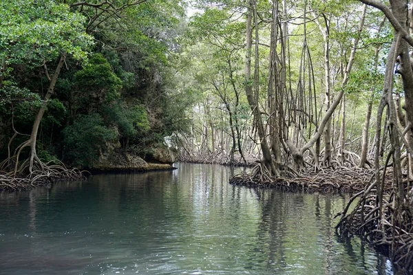Ulusal parktaki Mangrove Ormanı Dominik Cumhuriyeti 'ndeki Los haitis...