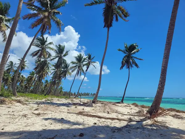 Экзотический Тропический Остров Саона Доминиканской Республике — стоковое фото