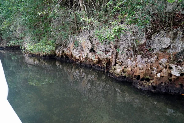 Las Namorzynowy Parku Narodowym Los Haitises Republice Dominikany — Zdjęcie stockowe