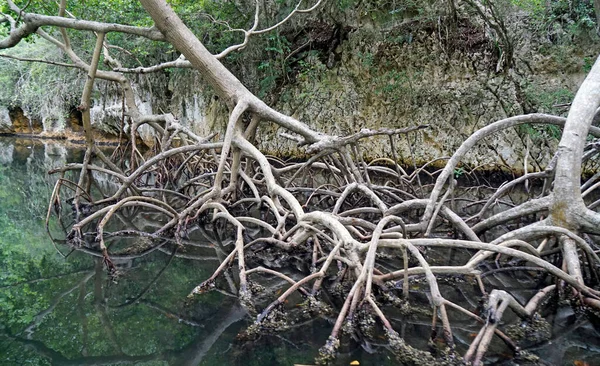 Mangrovenwald Nationalpark Los Haitises Der Dominikanischen Republik — Stockfoto